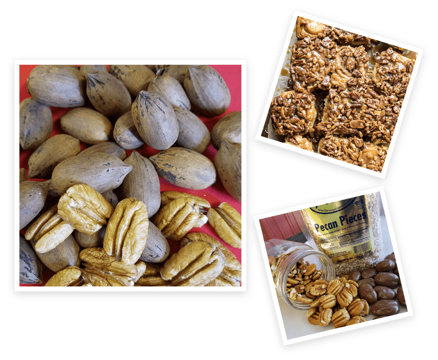 Photo collage of pecans that are whole, shelled, crushed, and in a jar.